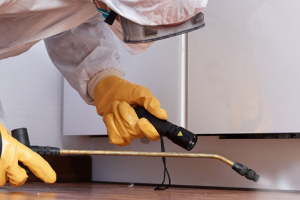 Messie Schädlingsbekämpfung Göttingen